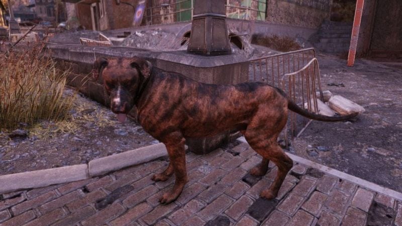 Canines Fallout 76 : Où les trouver pour compléter les défis ?